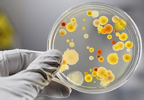 Vai trò của công nghệ vi sinh vật trong nông nghiệp