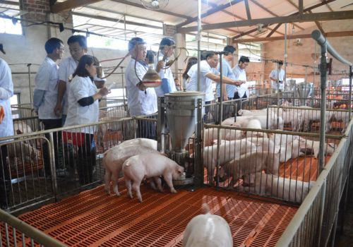 Nghiên cứu và ứng dụng công nghệ vi sinh trong sản xuất