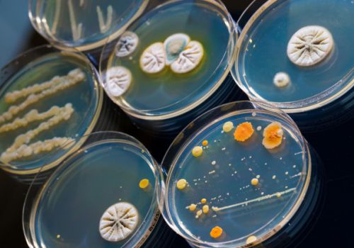 Hoạt động nghiên cứu của Công nghệ Vi Sinh